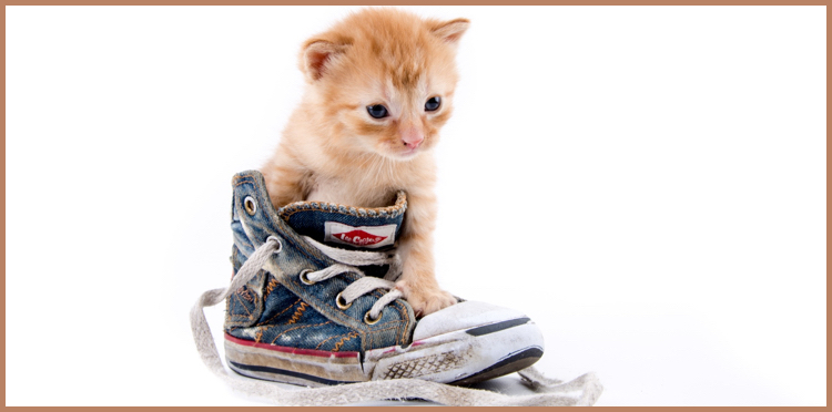 DIY Digital IT support cat in shoe